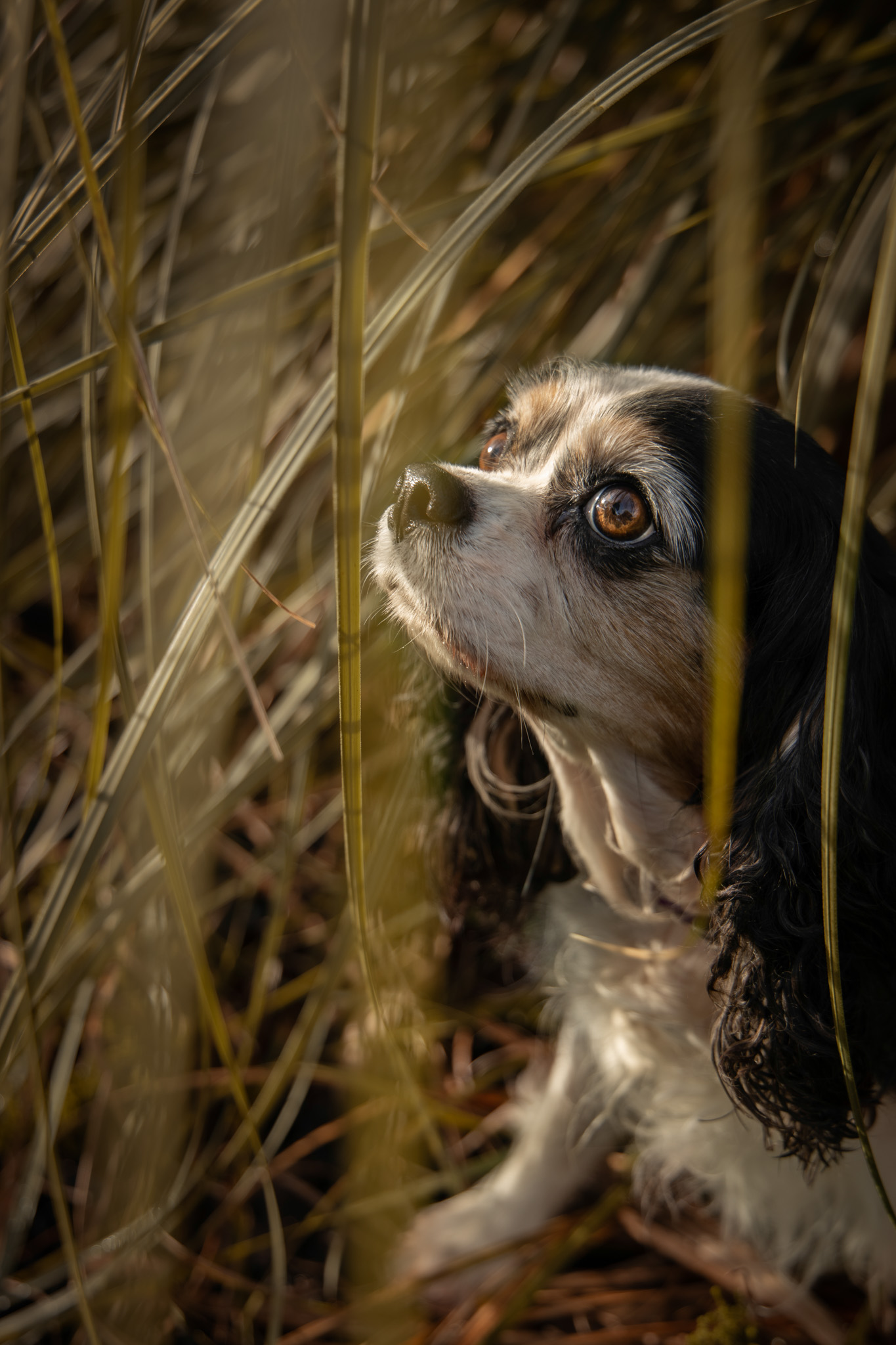 Outdoor pet portraits - Hampshire pet photographer NK Photography