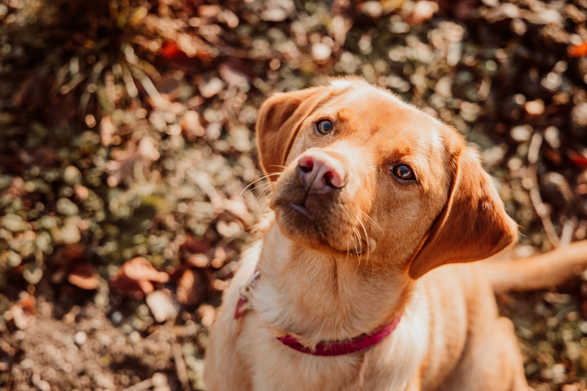 Hampshire pet photographer NK Photography (4) Outdoor pet portraits - Hampshire pet photographer NK Photography
