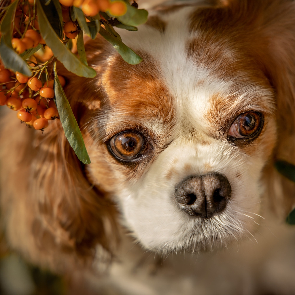 pet photography Hampshire NK Photography Dog portrait - pet photographer Hampshire NK Photography